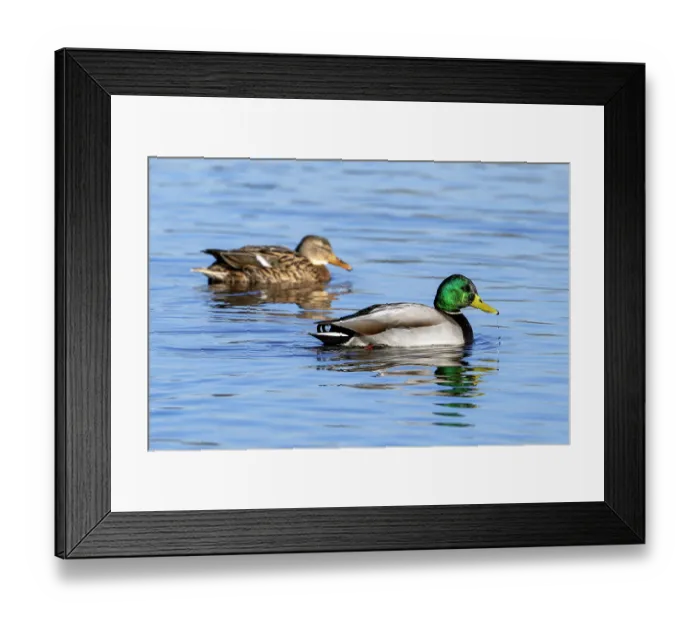 Framed Print : Mallards (Anas platyrhynchos) pair on pond, Belgium. January Framed Print : Mallards (Anas platyrhynchos) pair on pond, Belgium. January