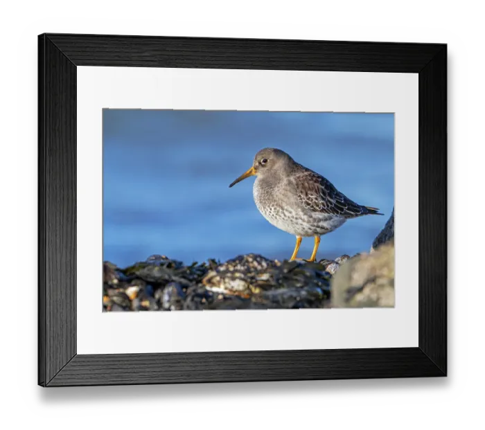Framed Print : Purple sandpiper (Calidris maritima) non-breeding plumage, perched on rocks along the North Sea coast in winter, Zeeland, Netherlands. December Framed Print : Purple sandpiper (Calidris maritima) non-breeding plumage, perched on rocks along the North Sea coast in winter, Zeeland, Netherlands. December