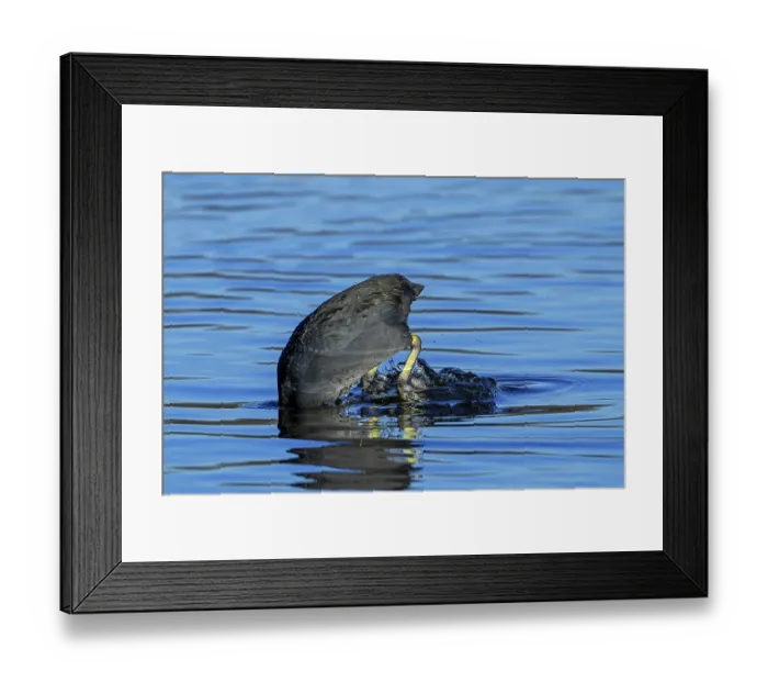 Framed Print : Eurasian coot (Fulica atra) diving in search of food in pond, Belgium. January Framed Print : Eurasian coot (Fulica atra) diving in search of food in pond, Belgium. January