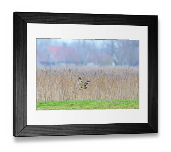 Framed Print : Short-eared owl (Asio flammeus) flying past reed bed over farmland on a misty evening, Uitkerkse Polder, West Flanders, Belgium. January Framed Print : Short-eared owl (Asio flammeus) flying past reed bed over farmland on a misty evening, Uitkerkse Polder, West Flanders, Belgium. January