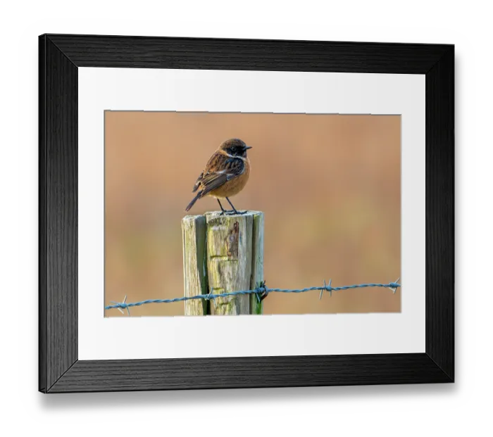 Framed Print : European stonechat (Saxicola rubicola) male perched on fence post along meadow, Belgium. January