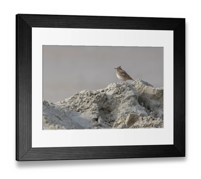 Framed Print : Crested lark (Galerida cristata) with erect crest feathers perched in the dunes along the North Sea coast in winter, Koksijde, Belgium. February Framed Print : Crested lark (Galerida cristata) with erect crest feathers perched in the dunes along the North Sea coast in winter, Koksijde, Belgium. February