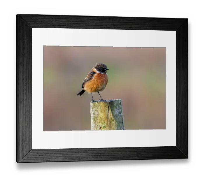 Framed Print : European stonechat (Saxicola rubicola) male, perched on fence post along meadow, Belgium. January Framed Print : European stonechat (Saxicola rubicola) male, perched on fence post along meadow, Belgium. January
