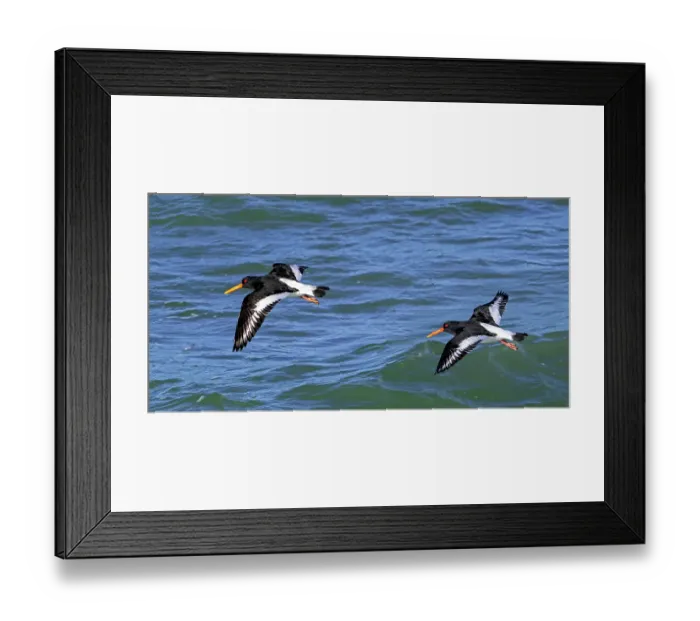 Framed Print : Two Eurasian oystercatcher (Haematopus ostralegus) flying along the North Sea coast in winter, Zeeland, Netherlands. February Framed Print : Two Eurasian oystercatcher (Haematopus ostralegus) flying along the North Sea coast in winter, Zeeland, Netherlands. February