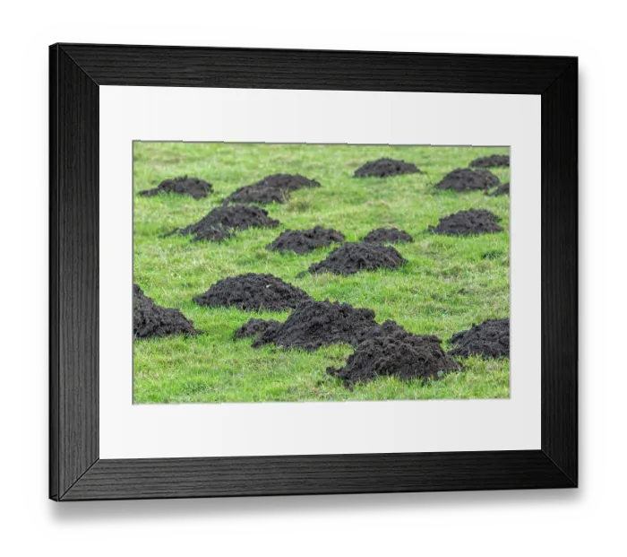 Framed Print : Molehills in field / pasture, displaced soil raised by European mole (Talpa europaea) when digging tunnels, Belgium. January Framed Print : Molehills in field / pasture, displaced soil raised by European mole (Talpa europaea) when digging tunnels, Belgium. January
