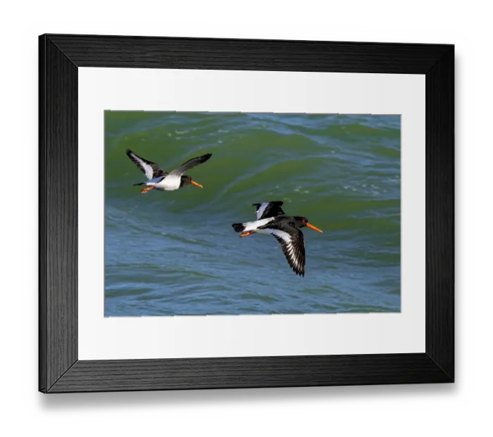Framed Print : Two Eurasian oystercatcher (Haematopus ostralegus) flying along the North Sea coast in winter, Zeeland, Netherlands. February Framed Print : Two Eurasian oystercatcher (Haematopus ostralegus) flying along the North Sea coast in winter, Zeeland, Netherlands. February