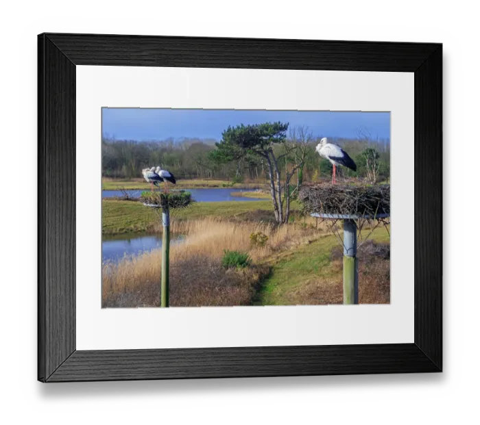 Framed Print : White storks (Ciconia ciconia) returning to nests on man-made platforms in late winter, with view over the Zwin Nature Park bird sanctuary at Knokke-Heist, West Flanders, Belgium Framed Print : White storks (Ciconia ciconia) returning to nests on man-made platforms in late winter, with view over the Zwin Nature Park bird sanctuary at Knokke-Heist, West Flanders, Belgium