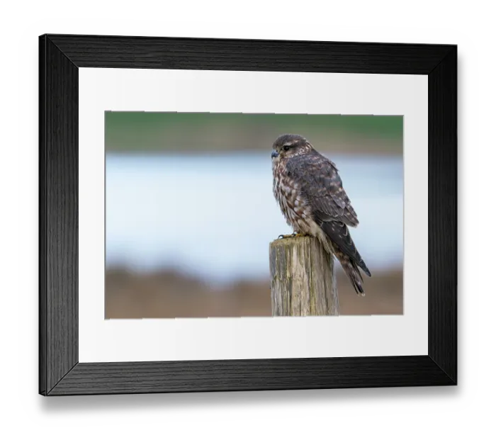 Framed Print : Eurasian merlin (Falco columbarius aesalon) female perched on wooden fence post in late winter, Zeeland, Netherlands. February Framed Print : Eurasian merlin (Falco columbarius aesalon) female perched on wooden fence post in late winter, Zeeland, Netherlands. February