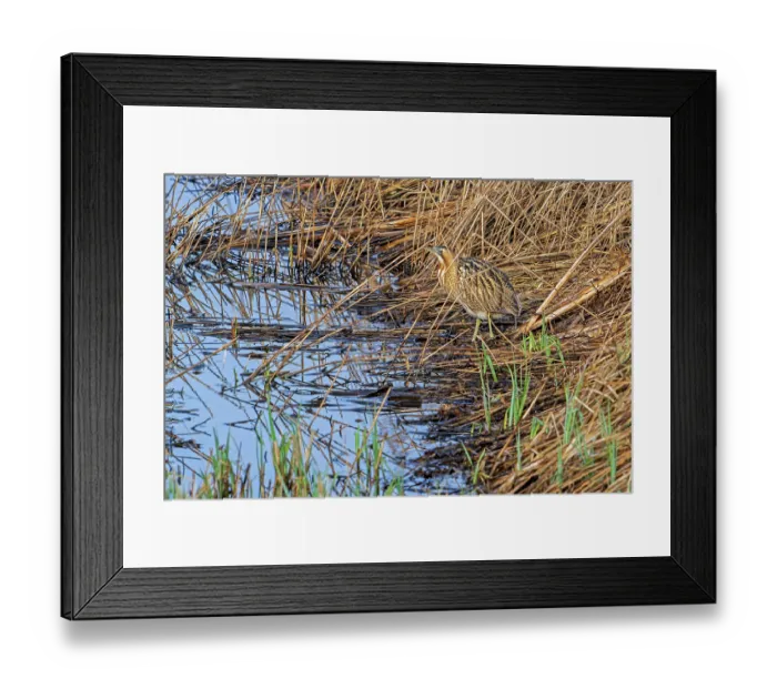 Framed Print : Eurasian bittern (Botaurus stellaris) foraging in dense reedbed along lake shore in winter at nature reserve De Gavers, Harelbeke, West Flanders, Belgium. February Framed Print : Eurasian bittern (Botaurus stellaris) foraging in dense reedbed along lake shore in winter at nature reserve De Gavers, Harelbeke, West Flanders, Belgium. February