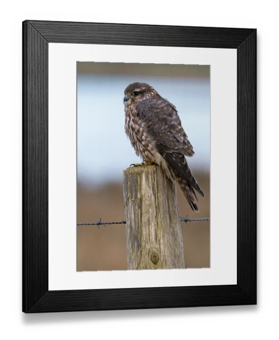 Framed Print : Eurasian merlin (Falco columbarius aesalon) female perched on wooden fence post in late winter, Zeeland, Netherlands. February Framed Print : Eurasian merlin (Falco columbarius aesalon) female perched on wooden fence post in late winter, Zeeland, Netherlands. February