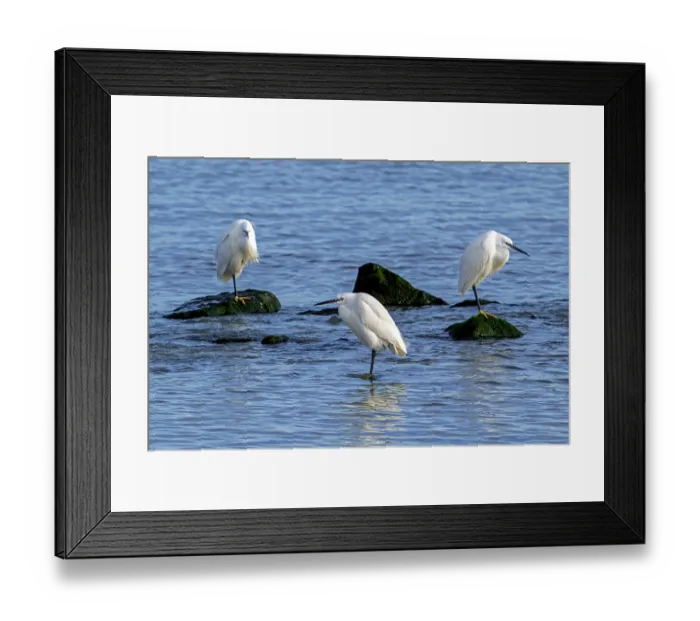 Framed Print : Three Little egrets (Egretta garzetta) perched on rocks along the coast in late winter, Zeeland, Netherlands. February Framed Print : Three Little egrets (Egretta garzetta) perched on rocks along the coast in late winter, Zeeland, Netherlands. February