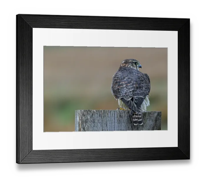 Framed Print : Eurasian merlin (Falco columbarius aesalon) female perched on wooden fence post along grassland in late winter, Zeeland, Netherlands. February Framed Print : Eurasian merlin (Falco columbarius aesalon) female perched on wooden fence post along grassland in late winter, Zeeland, Netherlands. February