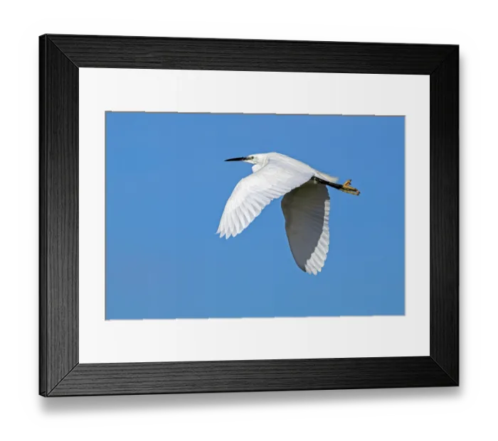Framed Print : Little egret (Egretta garzetta) in flight against blue sky, Zeeland, Netherlands. February
