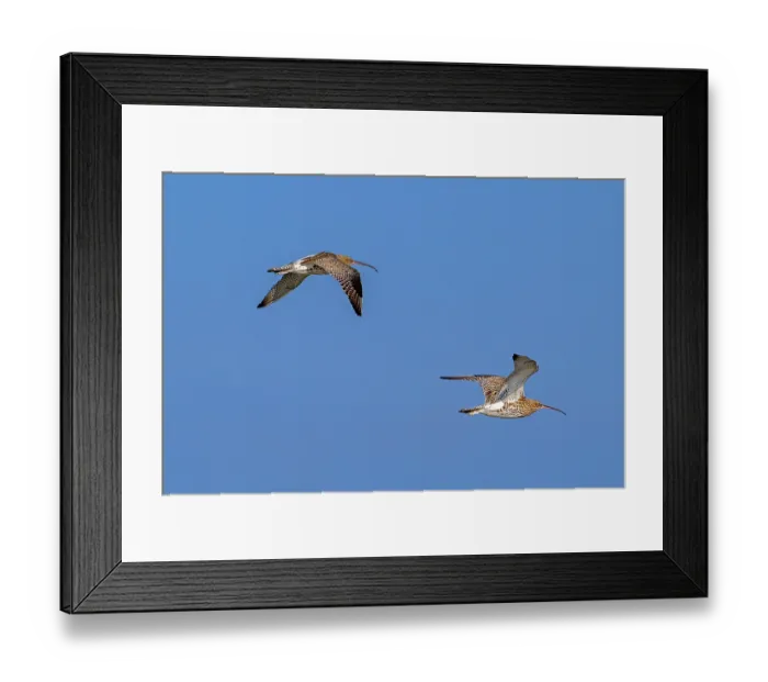 Framed Print : Two migrating Common curlews (Numenius Arquata) in flight against blue sky, Zeeland, Netherlands. March Framed Print : Two migrating Common curlews (Numenius Arquata) in flight against blue sky, Zeeland, Netherlands. March