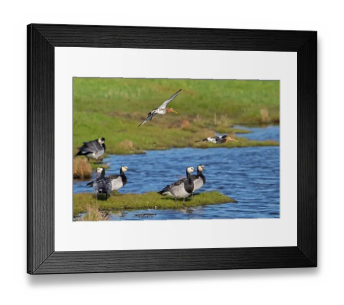 Framed Print : Two Black-tailed godwits (Limosa limosa) in breeding plumage landing over flock of Barnacle geese (Branta leucopsis) in wetland meadow, Zeeland, Netherlands. March Framed Print : Two Black-tailed godwits (Limosa limosa) in breeding plumage landing over flock of Barnacle geese (Branta leucopsis) in wetland meadow, Zeeland, Netherlands. March