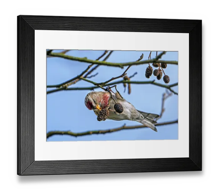 Framed Print : Common redpoll (Acanthis flammea) male eating seeds from catkins on European black alder tree (Alnus glutinosa) in late early spring, Belgium. March Framed Print : Common redpoll (Acanthis flammea) male eating seeds from catkins on European black alder tree (Alnus glutinosa) in late early spring, Belgium. March