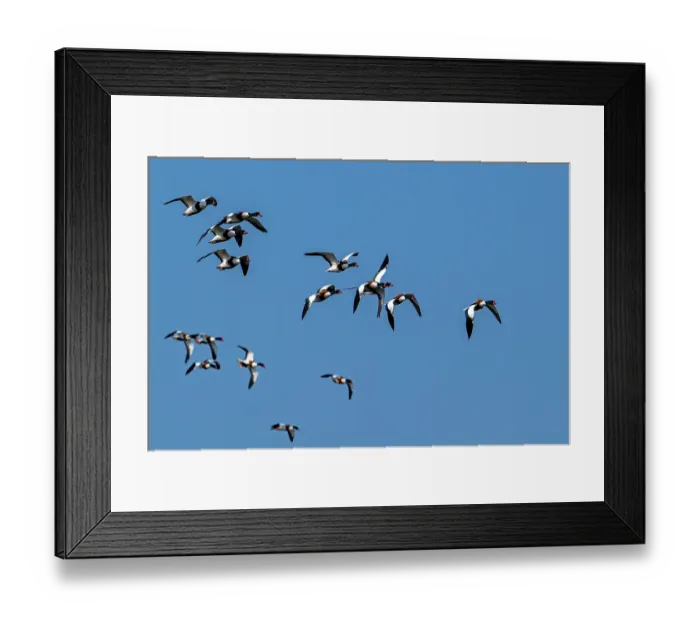 Framed Print : Flock of migrating Common shelducks (Tadorna tadorna) in flight against blue sky, Zeeland, Netherlands. March