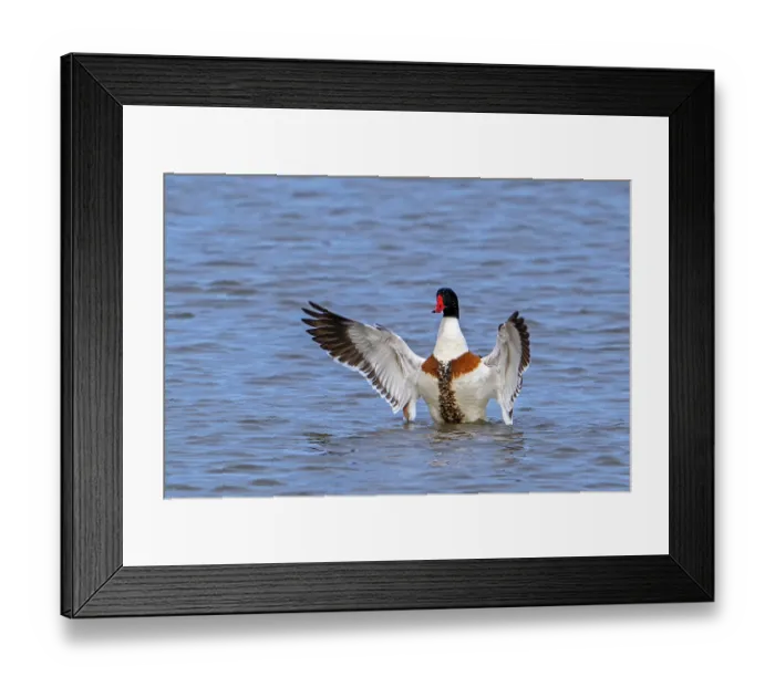 Framed Print : Common shelduck (Tadorna tadorna) male in breeding plumage flapping wings while swimming in lake, Zeeland, Netherlands. March Framed Print : Common shelduck (Tadorna tadorna) male in breeding plumage flapping wings while swimming in lake, Zeeland, Netherlands. March