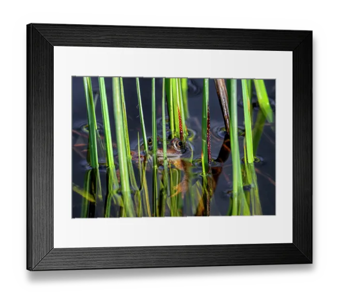 Framed Print : European common frog (Rana temporaria) floating among aquatic vegetation in pond during the breeding season in early spring, Belgium. March Framed Print : European common frog (Rana temporaria) floating among aquatic vegetation in pond during the breeding season in early spring, Belgium. March