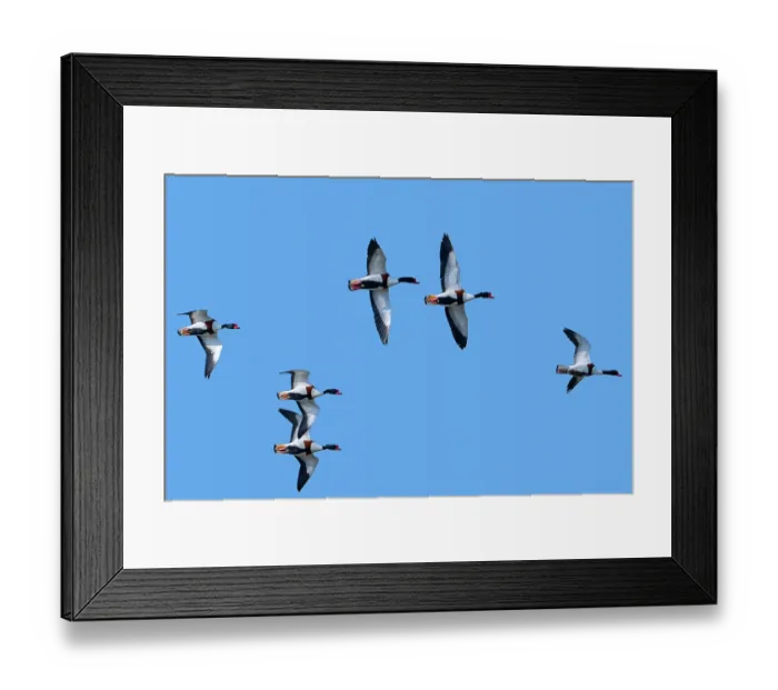 Framed Print : Flock of migrating Common shelducks (Tadorna tadorna) in flight against blue sky, Zeeland, Netherlands. March Framed Print : Flock of migrating Common shelducks (Tadorna tadorna) in flight against blue sky, Zeeland, Netherlands. March