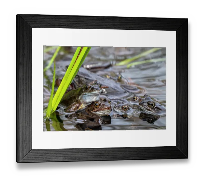 Framed Print : Group of European common frogs (Rana temporaria) gathering in pond during the spawning season with pair in amplexus, Belgium. March Framed Print : Group of European common frogs (Rana temporaria) gathering in pond during the spawning season with pair in amplexus, Belgium. March