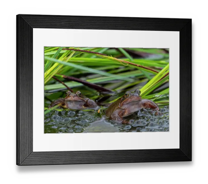 Framed Print : European common frogs (Rana temporaria) pair with frogspawn in pond during the spawning season, Belgium. March Framed Print : European common frogs (Rana temporaria) pair with frogspawn in pond during the spawning season, Belgium. March
