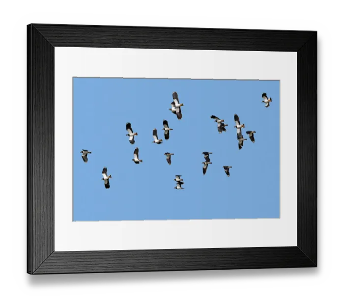 Framed Print : Flock of migrating Northern lapwings (Vanellus vanellus) in flight against blue sky, Zeeland, Netherlands. March Framed Print : Flock of migrating Northern lapwings (Vanellus vanellus) in flight against blue sky, Zeeland, Netherlands. March