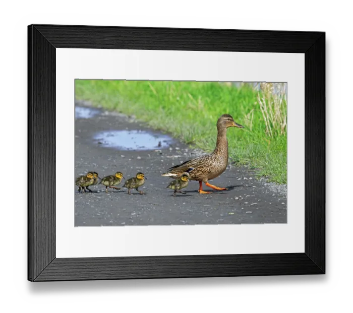 Framed Print : Mallard (Anas platyrhynchos) female leading ducklings across path to pond, Belgium. March Framed Print : Mallard (Anas platyrhynchos) female leading ducklings across path to pond, Belgium. March