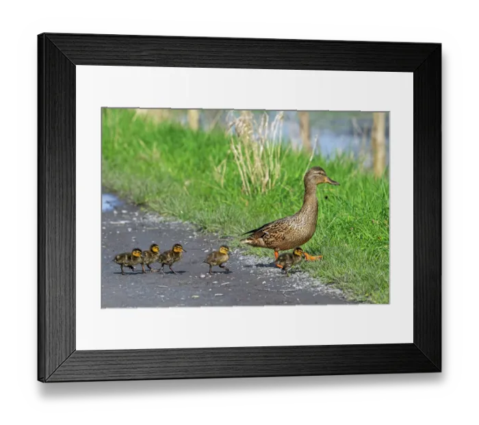Framed Print : Mallard (Anas platyrhynchos) female leading ducklings across path to pond, Belgium. March Framed Print : Mallard (Anas platyrhynchos) female leading ducklings across path to pond, Belgium. March