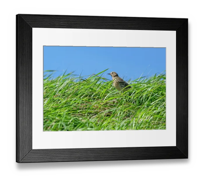 Framed Print : Meadow pipit (Anthus pratensis) foraging in grassland in early spring, Belgium. April Framed Print : Meadow pipit (Anthus pratensis) foraging in grassland in early spring, Belgium. April