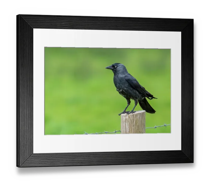 Framed Print : European jackdaw (Corvus monedula) perched on wooden fence post along meadow, Belgium. April Framed Print : European jackdaw (Corvus monedula) perched on wooden fence post along meadow, Belgium. April