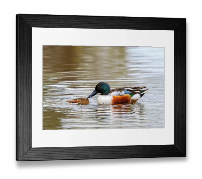 Framed Print : Northern shovelers (Spatula clypeata) pair mating on water, drake pushing female underwater and biting her neck, Belgium. April Framed Print : Northern shovelers (Spatula clypeata) pair mating on water, drake pushing female underwater and biting her neck, Belgium. April