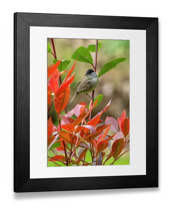 Framed Print : Eurasian blackcap (Sylvia atricapilla) male perched in bush in garden, Germany. April Framed Print : Eurasian blackcap (Sylvia atricapilla) male perched in bush in garden, Germany. April