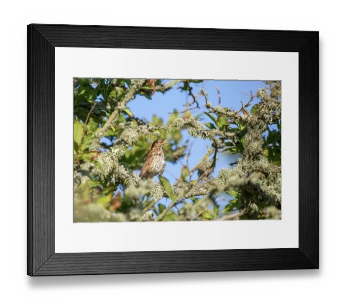 Framed Print : Song thrush (Turdus philomelos) perched in tree singing, La Seigneurie Gardens, Sark, Channel Islands. June