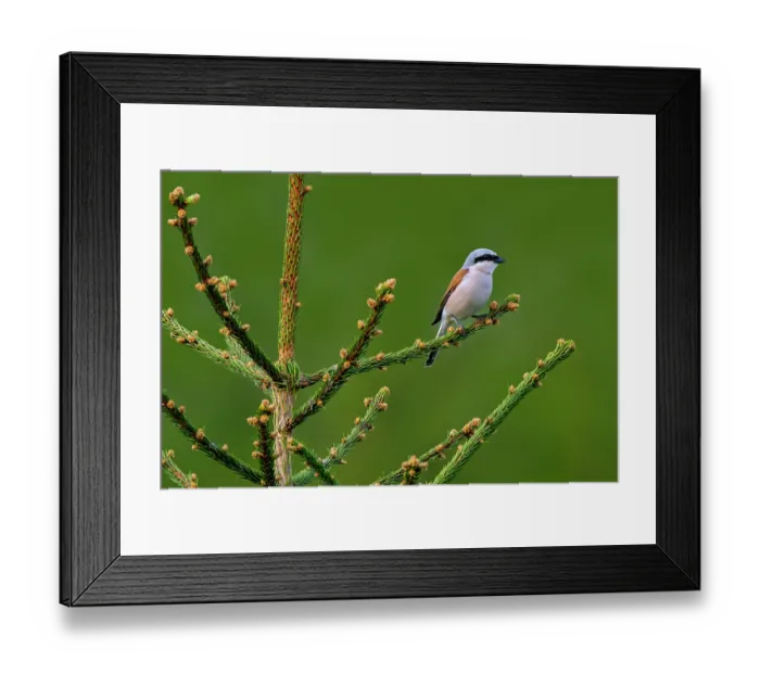 Framed Print : Red-backed shrike (Lanius collurio) male perched in Spruce tree (Picea sp.) at forest edge in spring, Ardennes, Belgium. May Framed Print : Red-backed shrike (Lanius collurio) male perched in Spruce tree (Picea sp.) at forest edge in spring, Ardennes, Belgium. May