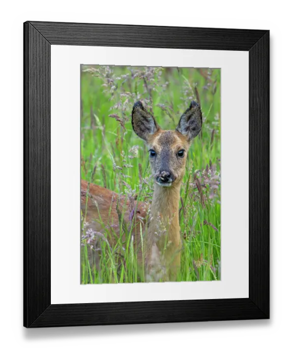 Framed Print : European roe deer (Capreolus capreolus) juvenile foraging in grassland in spring, Flanders, Belgium. May Framed Print : European roe deer (Capreolus capreolus) juvenile foraging in grassland in spring, Flanders, Belgium. May