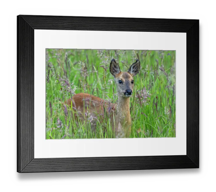 Framed Print : European roe deer (Capreolus capreolus) juvenile foraging in grassland in spring, Flanders, Belgium. May Framed Print : European roe deer (Capreolus capreolus) juvenile foraging in grassland in spring, Flanders, Belgium. May