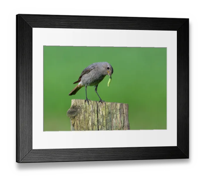 Framed Print : Black redstart (Phoenicurus ochruros gibraltariensis) perched on wooden fence post with caterpillar prey in beak, Ardennes, Belgium. May Framed Print : Black redstart (Phoenicurus ochruros gibraltariensis) perched on wooden fence post with caterpillar prey in beak, Ardennes, Belgium. May