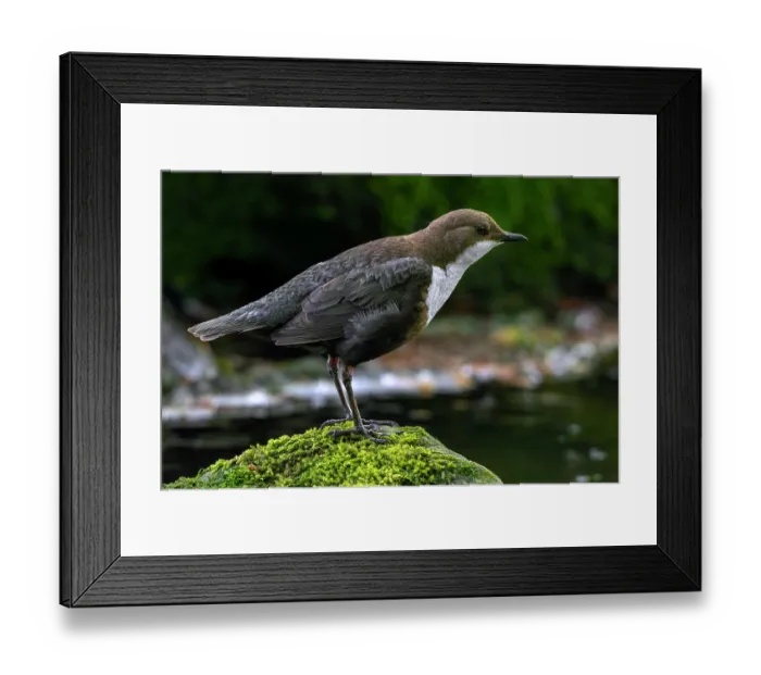 Framed Print : White-throated dipper (Cinclus cinclus aquaticus) perched on a rock covered in moss in river, Luxembourg. May
