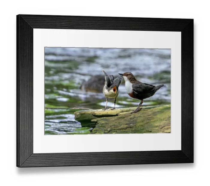 Framed Print : White-throated dipper (Cinclus cinclus aquaticus) perched at edge of river with begging fledgling, Luxembourg. May Framed Print : White-throated dipper (Cinclus cinclus aquaticus) perched at edge of river with begging fledgling, Luxembourg. May