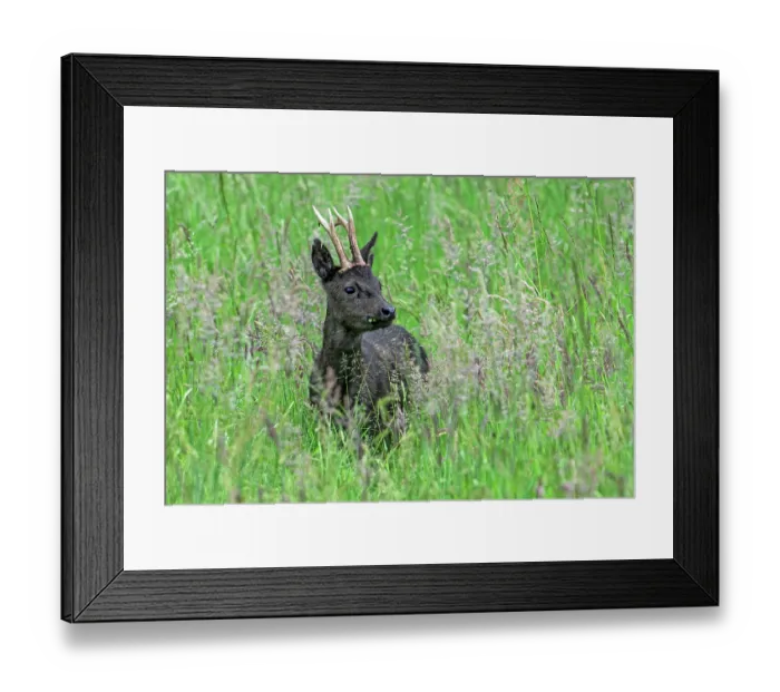 Framed Print : European roe deer (Capreolus capreolus) melanistic buck, feeding on grass and herbs in grassland in spring, Flanders, Belgium. May Framed Print : European roe deer (Capreolus capreolus) melanistic buck, feeding on grass and herbs in grassland in spring, Flanders, Belgium. May