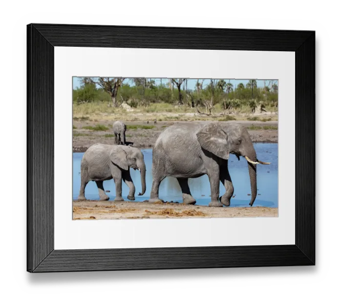 Framed Print : RF - African elephant (Loxodonta africana) female and calf walking along water's edge, Okavango Delta, Botswana. Endangered