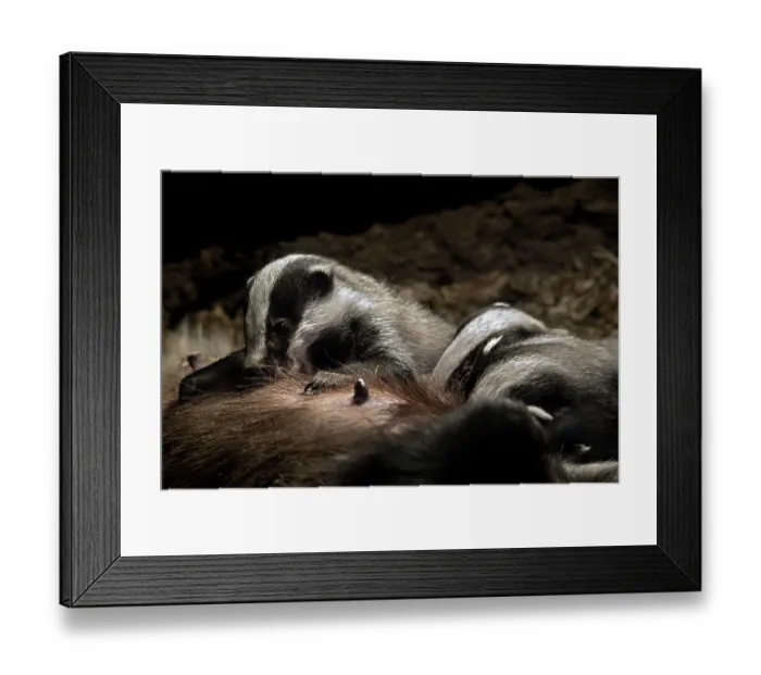 Framed Print : European badger (Meles meles) female suckling litter of cubs in underground chamber of badger sett in spring, Germany. April. Captive Framed Print : European badger (Meles meles) female suckling litter of cubs in underground chamber of badger sett in spring, Germany. April. Captive