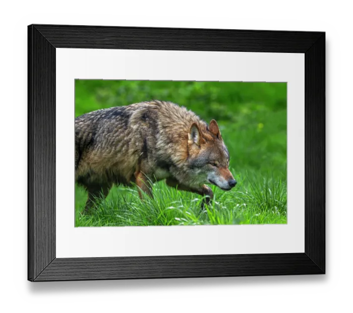 Framed Print : Eurasian wolf (Canis lupus lupus) hunting and stalking prey in meadow, Germany. April. Captive Framed Print : Eurasian wolf (Canis lupus lupus) hunting and stalking prey in meadow, Germany. April. Captive