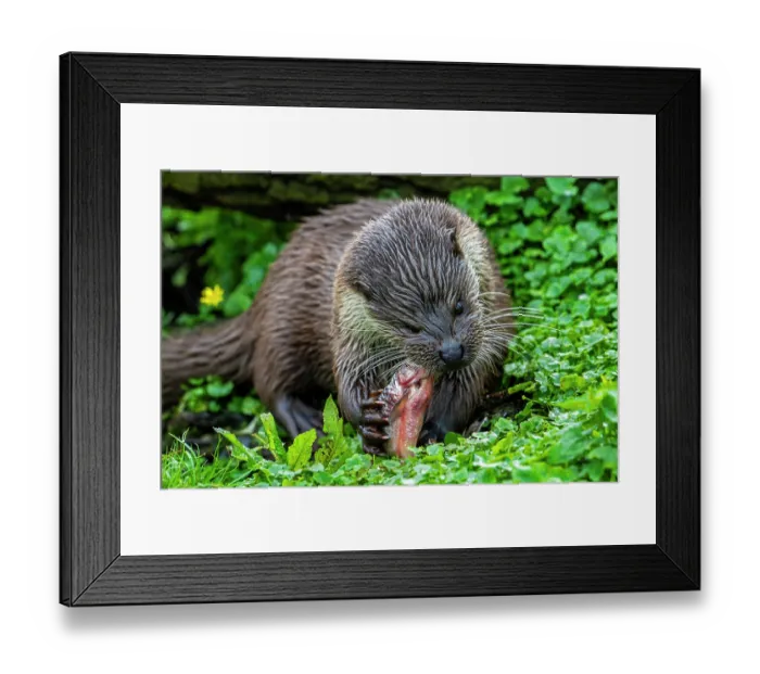 Framed Print : Eurasian otter (Lutra lutra) feeding on freshwater fish caught from lake, Germany. April. Captive Framed Print : Eurasian otter (Lutra lutra) feeding on freshwater fish caught from lake, Germany. April. Captive