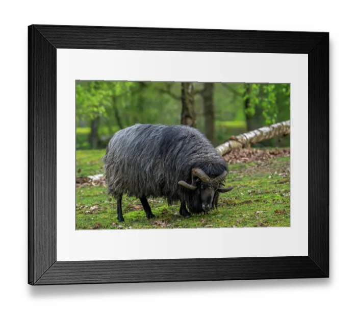 Framed Print : German grey heath ram, breed of black Northern European short-tailed moorland sheep with curled horns, grazing in forest, Germany. April Framed Print : German grey heath ram, breed of black Northern European short-tailed moorland sheep with curled horns, grazing in forest, Germany. April