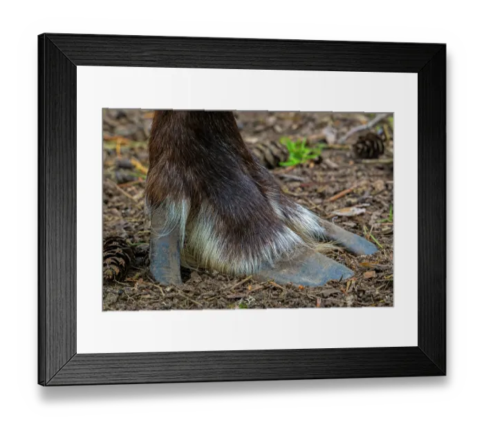 Framed Print : Norwegian reindeer (Rangifer tarandus tarandus) close-up of wide cloven hoof with two toes and dewclaw, Germany. Captive