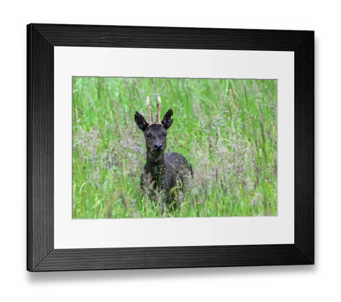 Framed Print : European roe deer (Capreolus capreolus) melanistic buck, feeding on grass and herbs in grassland in spring, Flanders, Belgium. May Framed Print : European roe deer (Capreolus capreolus) melanistic buck, feeding on grass and herbs in grassland in spring, Flanders, Belgium. May