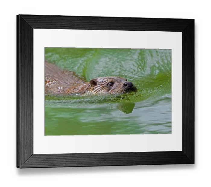 Framed Print : Eurasian otter (Lutra lutra) swimming in stream, Germany. April. Captive Framed Print : Eurasian otter (Lutra lutra) swimming in stream, Germany. April. Captive