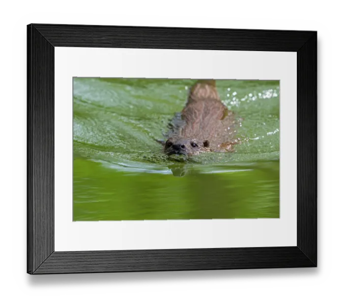 Framed Print : Eurasian otter (Lutra lutra) swimming in stream, Germany. April. Captive